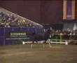 videos de alex tuigpaard Dutch Harness Horse