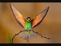 Sounds of Nature: Bird Songs (No Music)