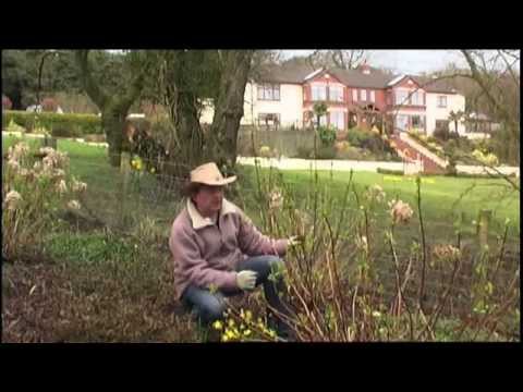 how to trim hydrangea