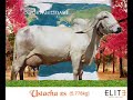 Ustacha ZS - 5.776 kg A melhor doadora Gir!