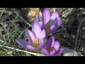 View Video