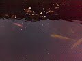koi carp fish pond koi carp fish pond