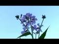 Meditation on Nature-Part I