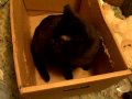 The Box - Day 18