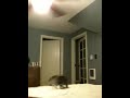 Kitten's first ceiling fan.