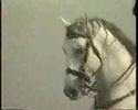 Santo André Lusitanos