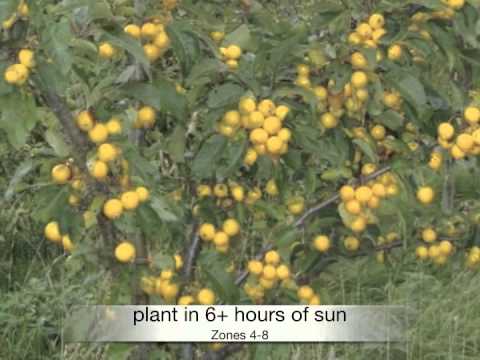how to fertilize tulip poplar