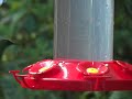 Kolibri / Hummingbirds Monteverde Costa Rica 01