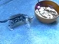 Bengal kitten enjoys outdoors Bengal kitten enjoys outdoors