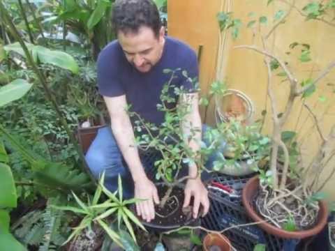 how to transplant a juniper bonsai