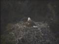 bald_eagle,birds,eagle