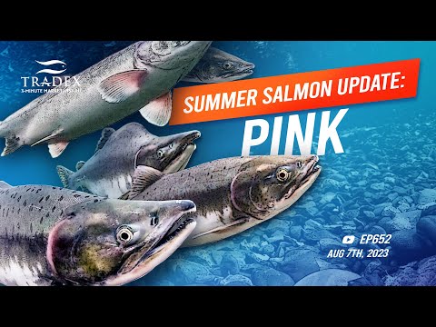 3MMI - 2023 Summer Salmon Update: Pink Salmon