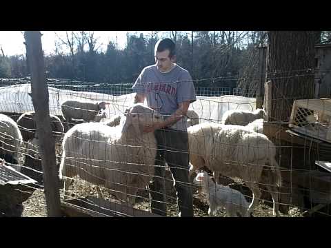 sheep milk