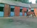 me and my bestfriends horse x
