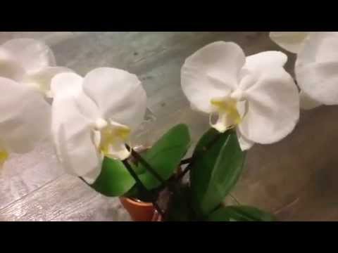 how to plant a white orchid