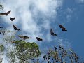 fruitbats.html