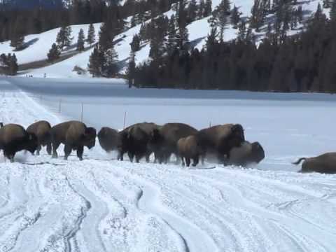 grand national results