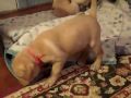 Patriot, Lincoln, Jesse, Star Playing 6 weeks old