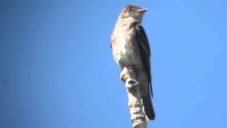 Western Wood-peewee Video