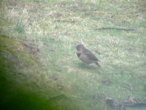 Northern Flicker, Video 1