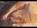 Brindusa Birsan    Ignatul din Chiliseni