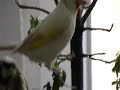 Darrrrek - Breeding carduelis major19