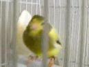 ~ Renki haciendo el gili ~ ~ Renki haciendo el gili ~