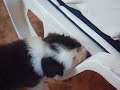 Imposible dormir la siesta con siete cachorros de Bearded Collie con ganas de jugar contigo