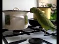Feed Him Now! Смотрите Миниатюры КВН - www.youtube.com Канал КВН - www.youtube.com