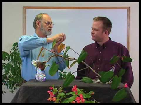 how to transplant philodendron cuttings
