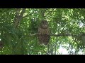 barred owls