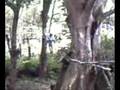 DOCUMENTAL ACERCA DE UNA RARA ESPECIE DE ATOYAC