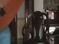 personalmente � la prima canzone che ho imparato a suonare e cantare e rimane sempre per questo la pi� bella, peccato che sia io ad interpretarla... chiedo scusa al grande de andr�.