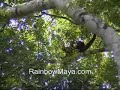 Howler Monkey's of Central America