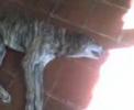 Cachorro mais morgado do mundo