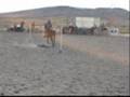 videos de little buckaroos
