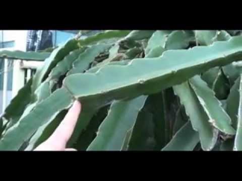 how to replant a dragon tree
