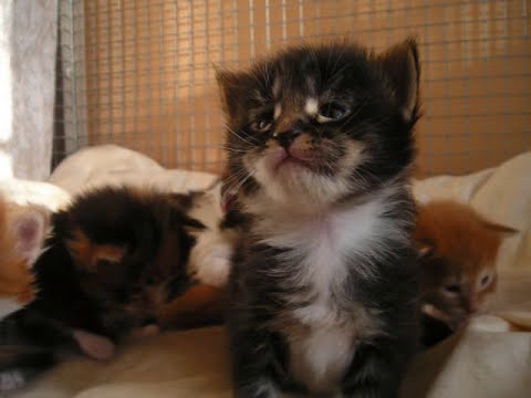 MAINE COON