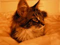 Maine Coon Maine Coon