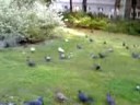videos de Birds in the Park