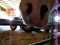 Horse diagnosis continued- runny nose Horse diagnosis continued- runny nose