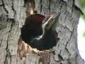 Pileated Woodpecker Babies