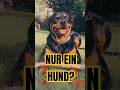 Ich bin zwar nur ein Hund… ❤️🐾 #shorts
