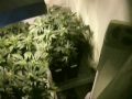 Cultivo Indoor Mix - Cannabis Marihuana