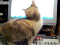 videos de Kitten vs Mouse pointer