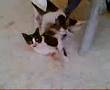 Cat breast feading