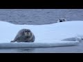 Ninja Polar Bear Attacks Bearded Seal - Narrated by David Tennant
