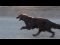 Flat Coated Retriever