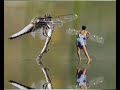Fairies/Hadas Are they there? Existen? Fairies/Hadas Are they there? Existen?