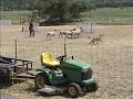 Nexxus - Belgian Malinois - Herding HSAs course